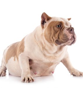 Gestation Chez Une Chienne